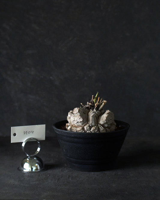 裂縫中的攀爬者  DE014 | 南非龜甲龍 Dioscorea  elephantipes