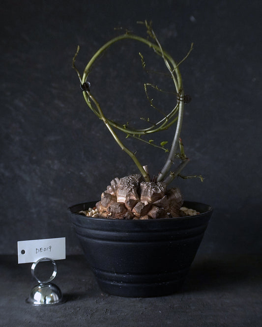 裂縫中的攀爬者  DE019 | 南非龜甲龍 Dioscorea  elephantipes