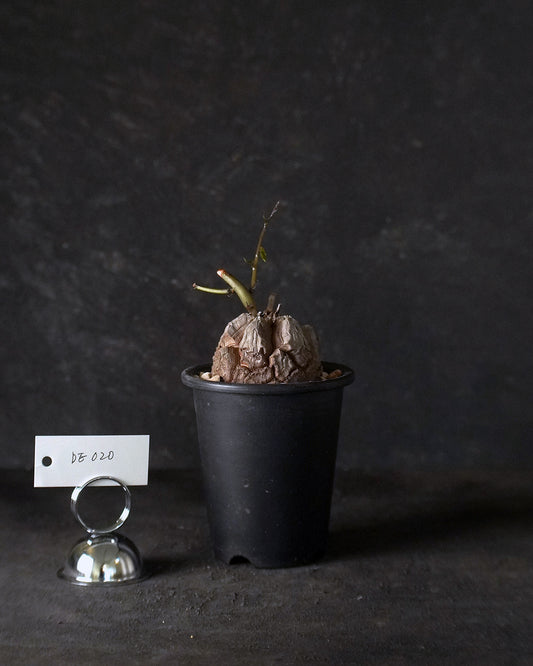 裂縫中的攀爬者  DE020 | 南非龜甲龍 Dioscorea  elephantipes