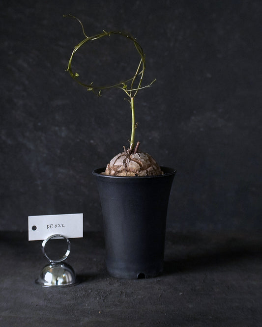 裂縫中的攀爬者  DE022 | 南非龜甲龍 Dioscorea  elephantipes