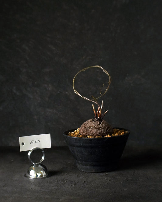 裂縫中的攀爬者  DE011 | 南非龜甲龍 Dioscorea  elephantipes