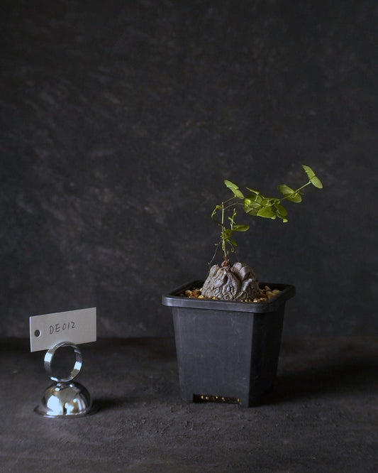 裂縫中的攀爬者  DE012 | 南非龜甲龍 Dioscorea  elephantipes