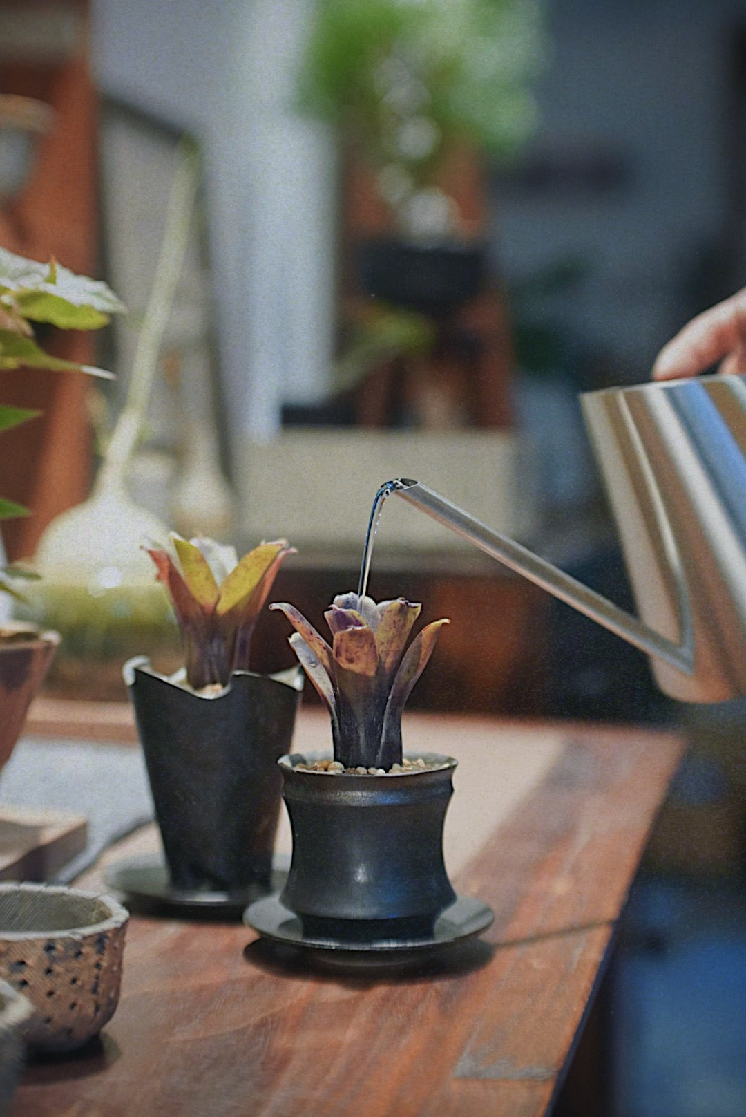 大自然的迷你紅酒杯 - 001 | 積水鳳梨 (迷你種)Linda, IVAN YUNG