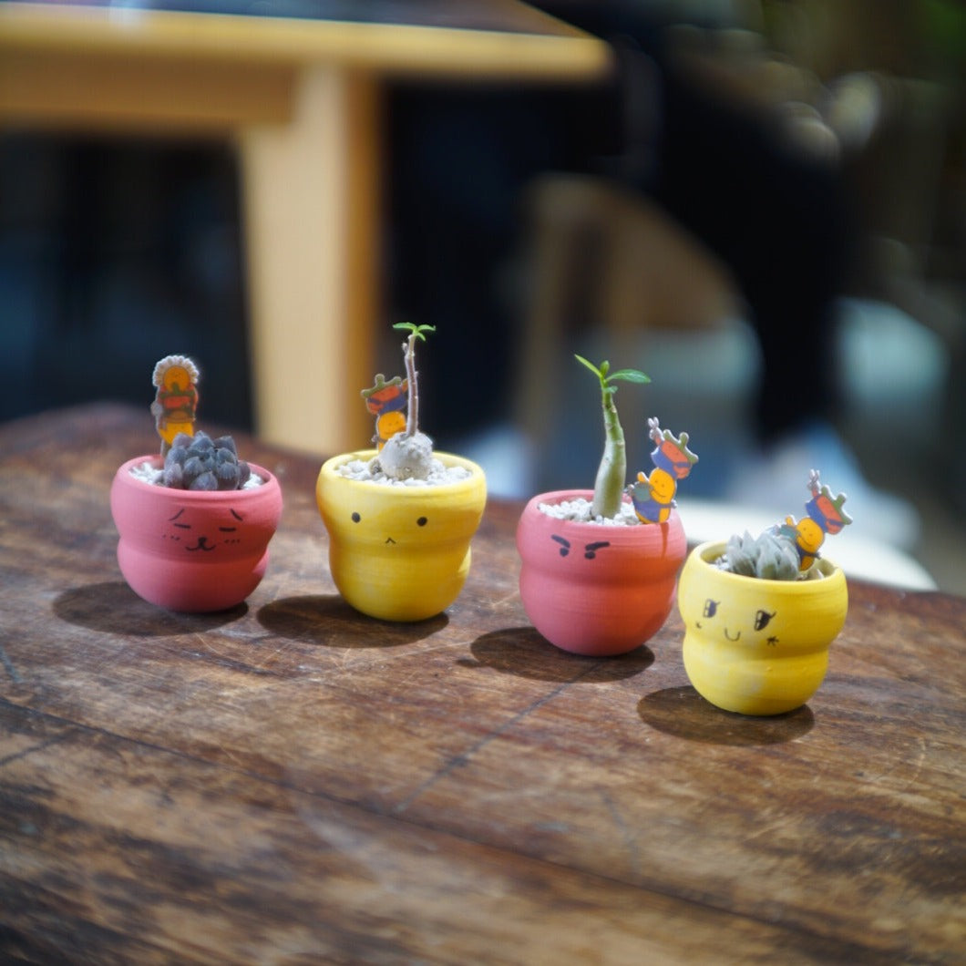 〔 限定版 〕小薯茄 pomatohk X Forest Round Round 米芝薯茄盆