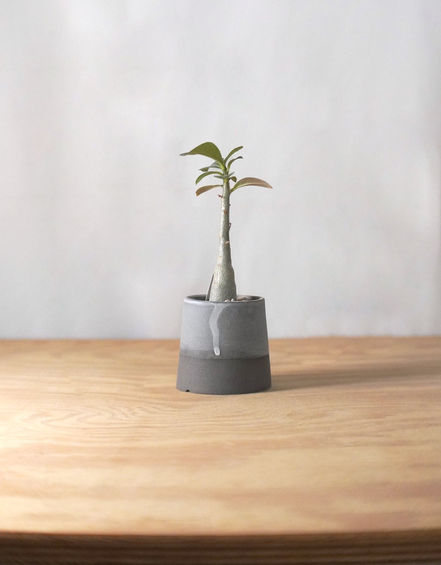 Ladder Pot Series with Adenium obesum 沙漠玫瑰