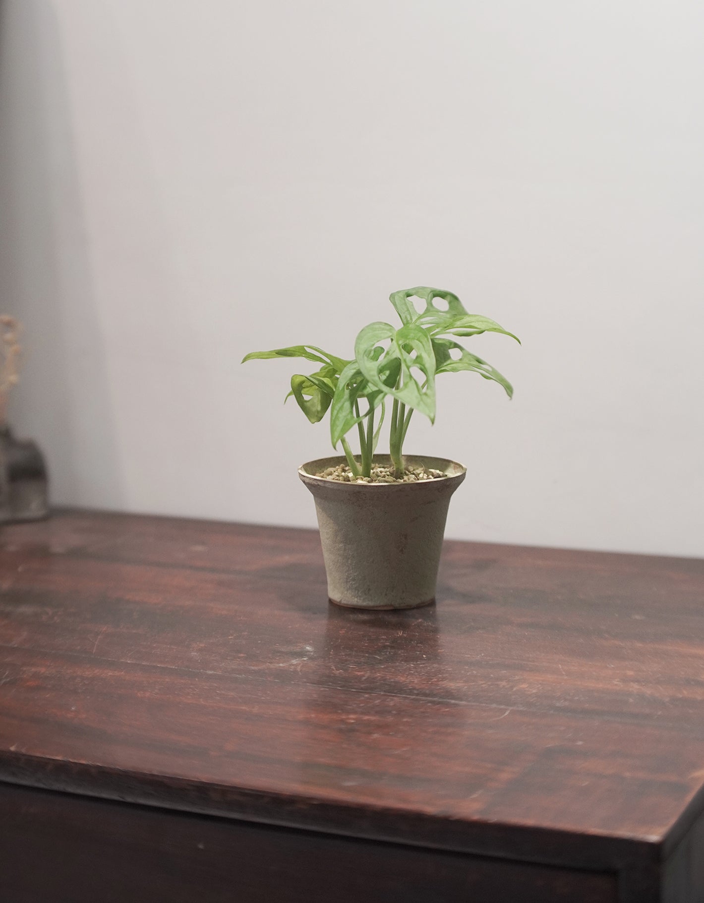 岫玉陶盆 X Monstera adansonii 仙洞龜背竹