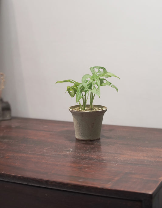 岫玉陶盆 X Monstera adansonii 仙洞龜背竹