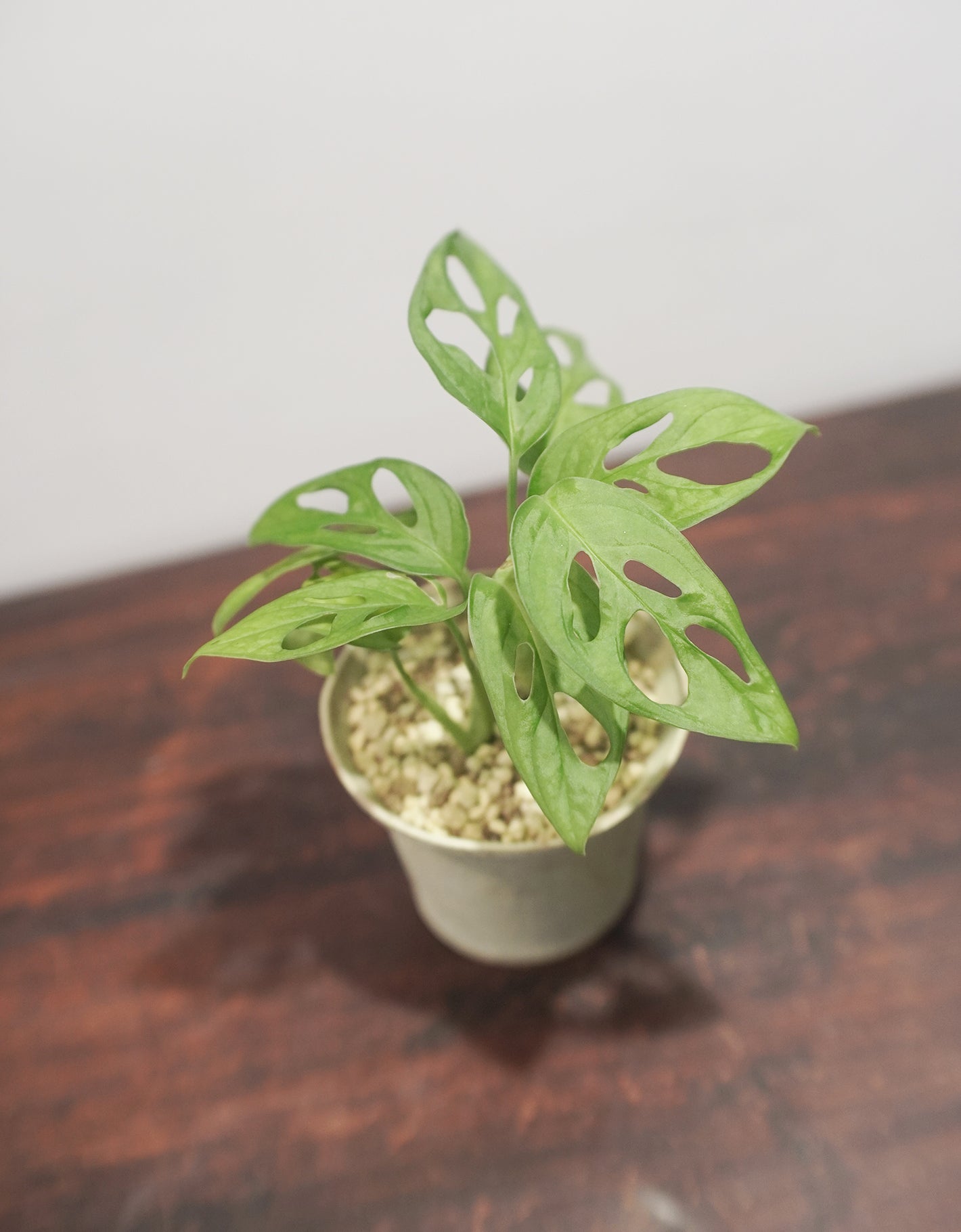 岫玉陶盆 X Monstera adansonii 仙洞龜背竹