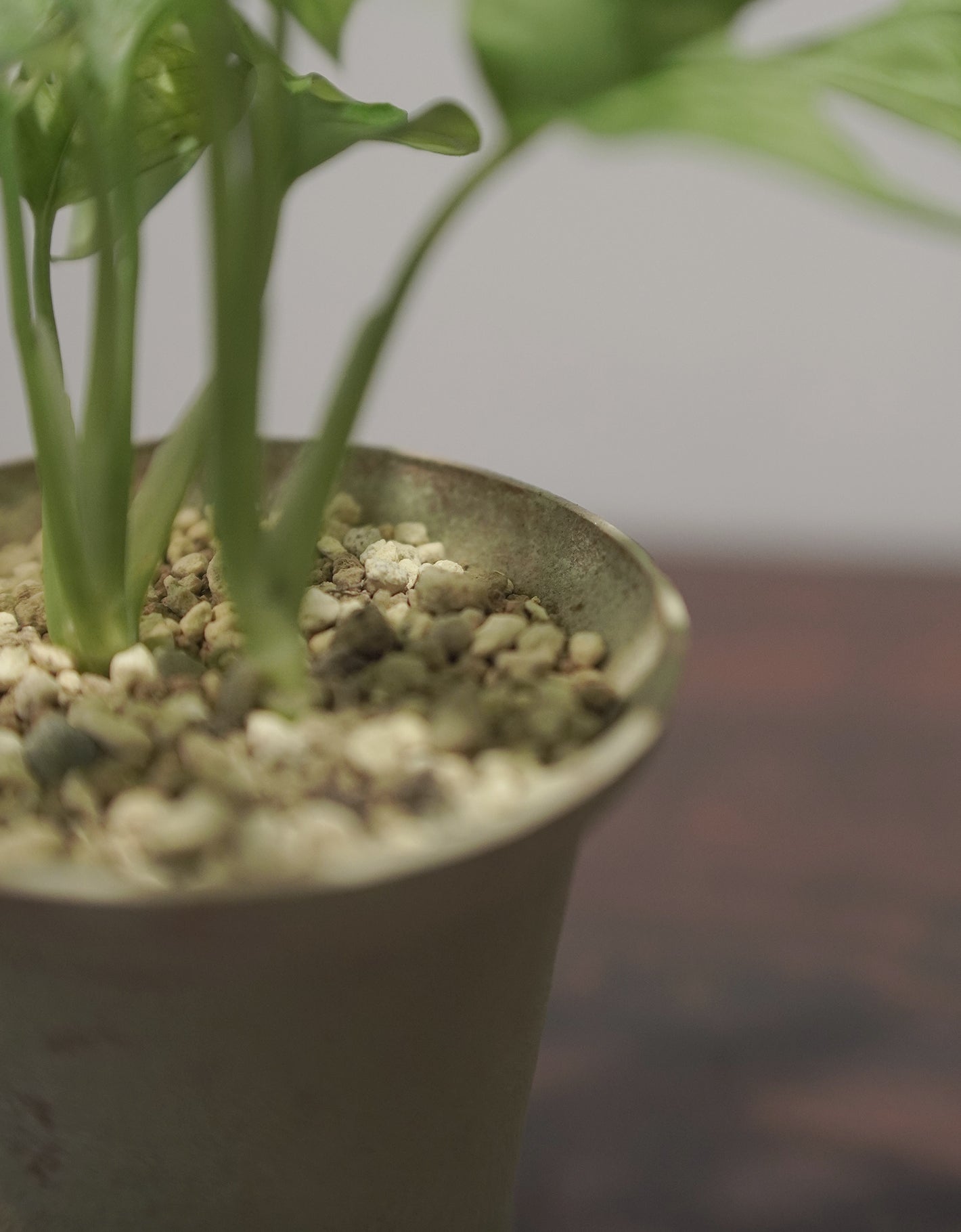 岫玉陶盆 X Monstera adansonii 仙洞龜背竹