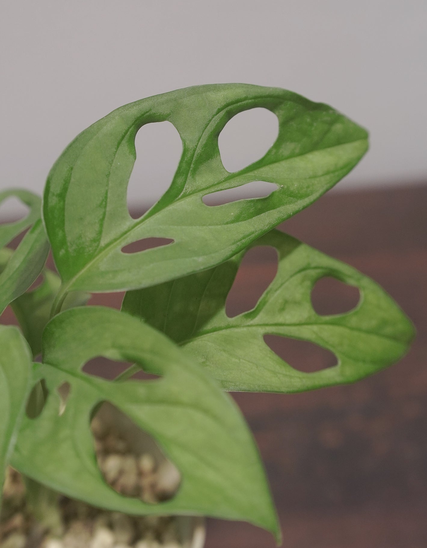 岫玉陶盆 X Monstera adansonii 仙洞龜背竹