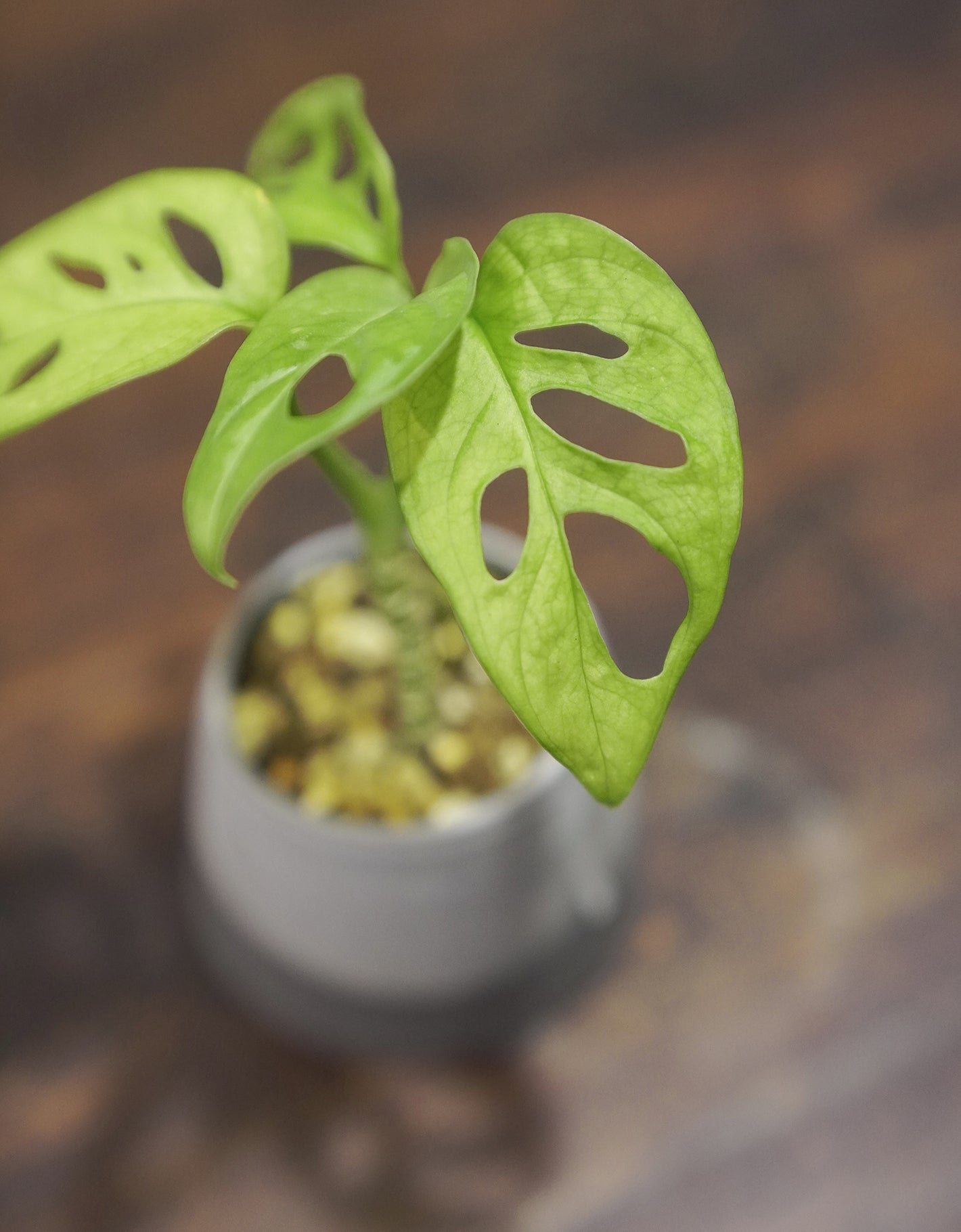 Ladder Pot Series with Monstera adansonii 仙洞龜背竹