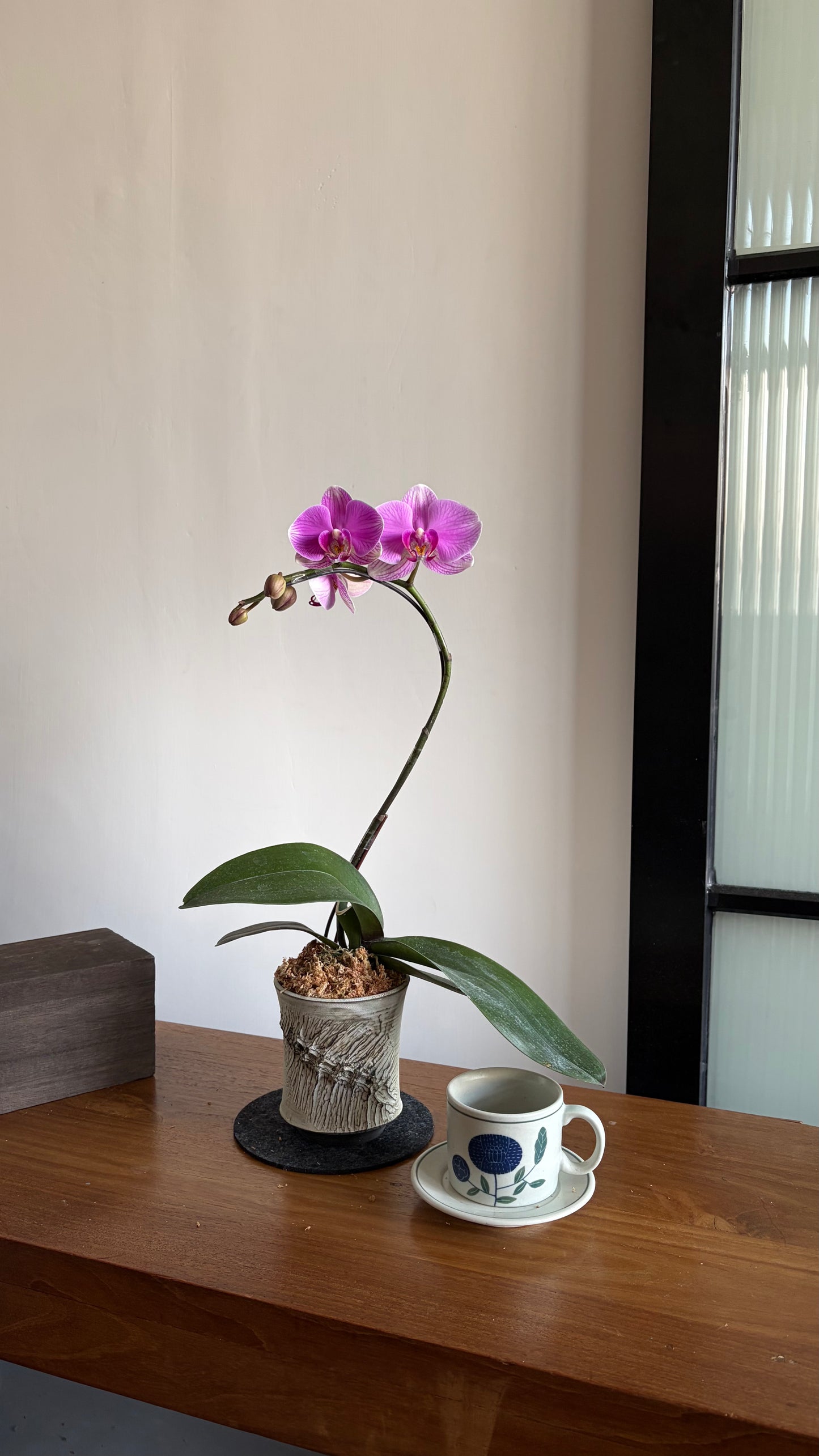 #cny2681 | 台灣蝴蝶蘭 - 圓嘢 Signature Curve 橙色蝴蝶蘭 x 陶藝家 AboutVerna Ceramic