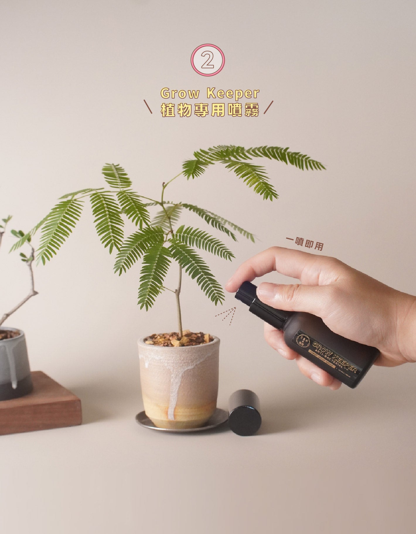 種植驅蚊 4款 Must Have Items