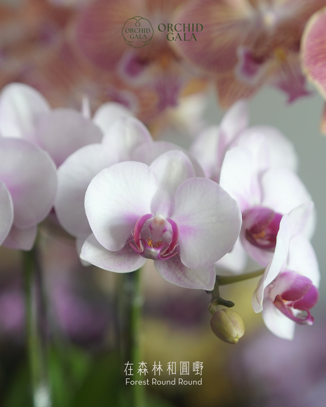 #cny2603 | 台灣 蝴蝶蘭 - Jumbo Bloom 繁花珍寶 拼色蝴蝶蘭 組合