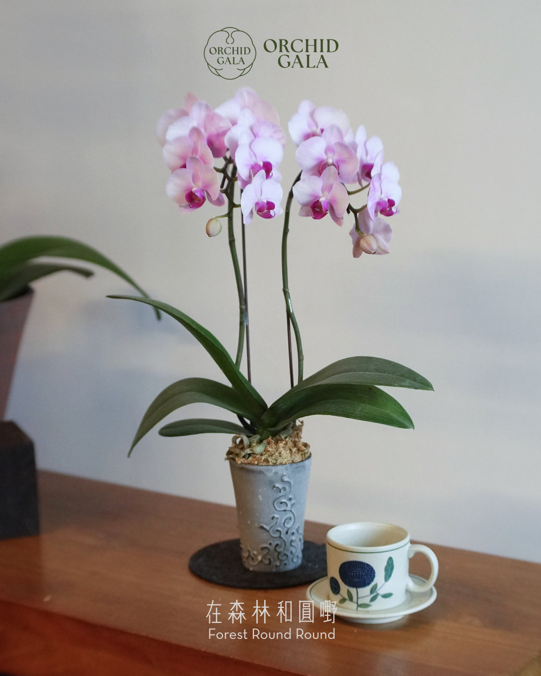 #cny26113 | 台灣蝴蝶蘭 - 圓嘢 〔 Cup Size 〕 粉紅色花 迷你蝴蝶蘭 x BEAVIS YEUNG 楊子敬