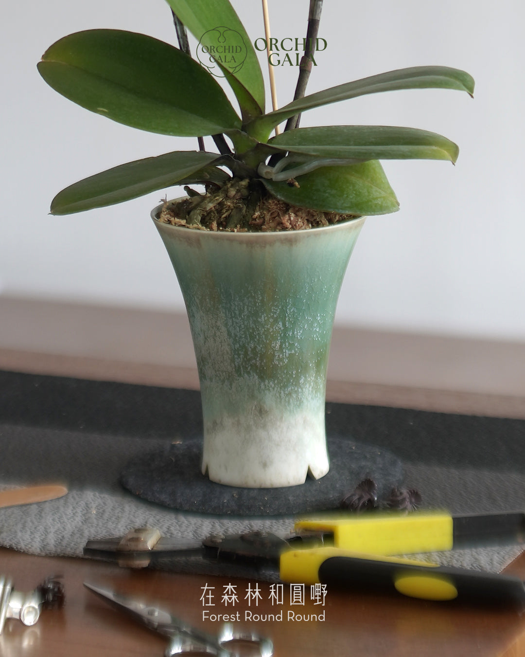 #cny2619 | 台灣蝴蝶蘭 - Decent dubble 洛可可風色系蘭花 x 陶藝家 VINCENT LAW 羅縉壕