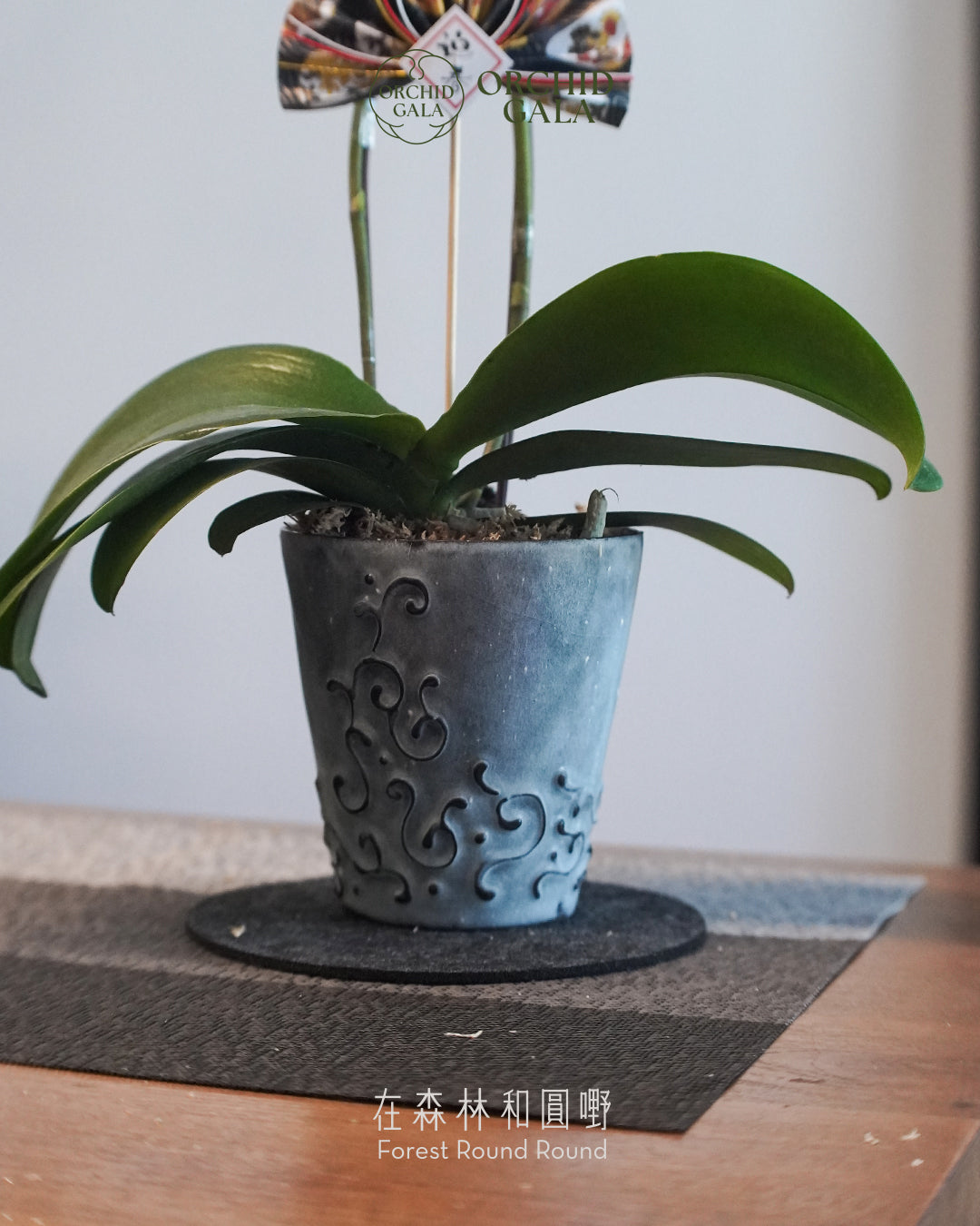 #cny2633 | 台灣蝴蝶蘭 - Tiny Double 曙 あけぼの 日出粉橙 x 陶藝家 Beavis Yeung