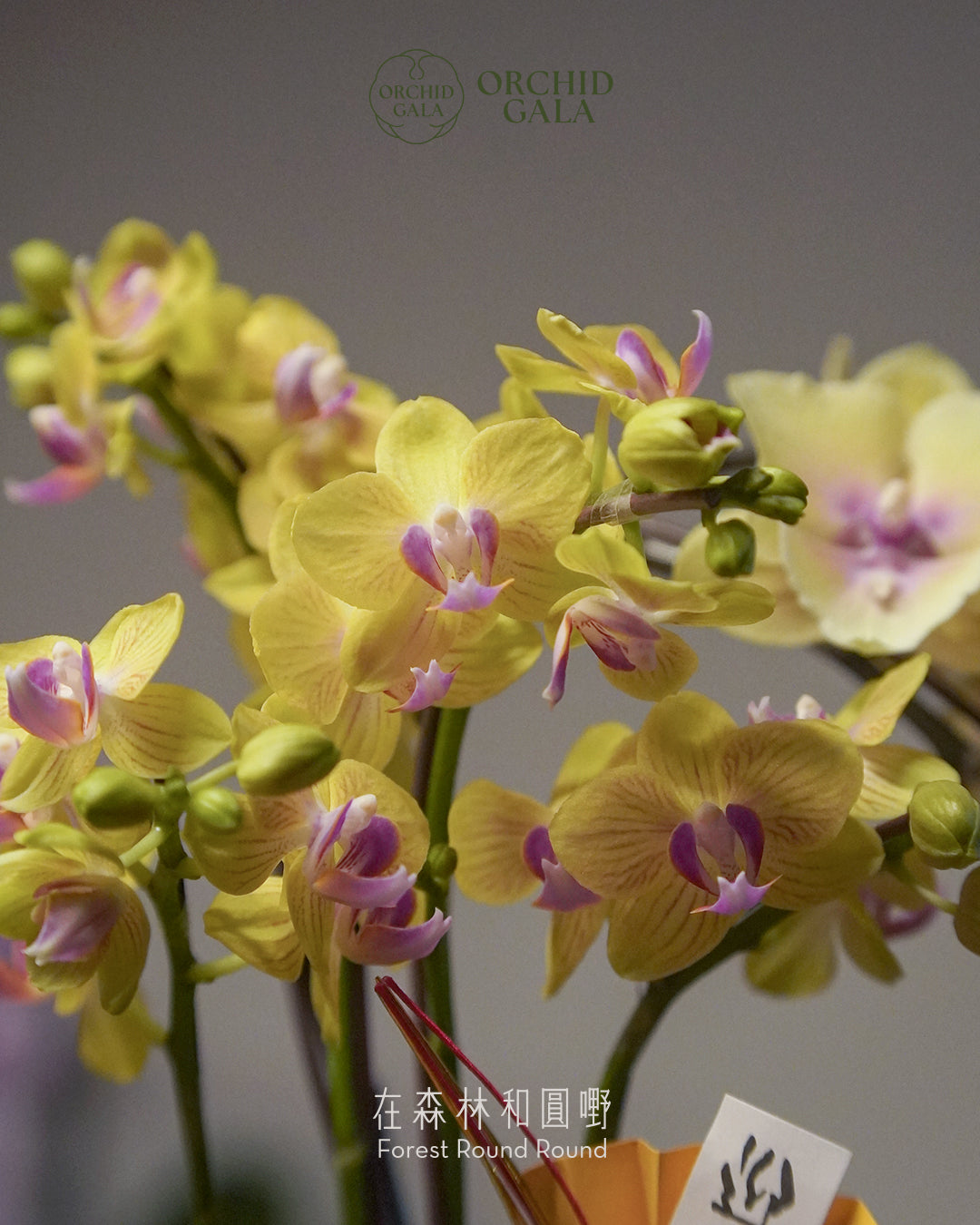 #cny2634 | 台灣蝴蝶蘭 - 迷你5菖 淡黃色的繁花 x 陶藝家 MAY LOO 柴燒植木鉢