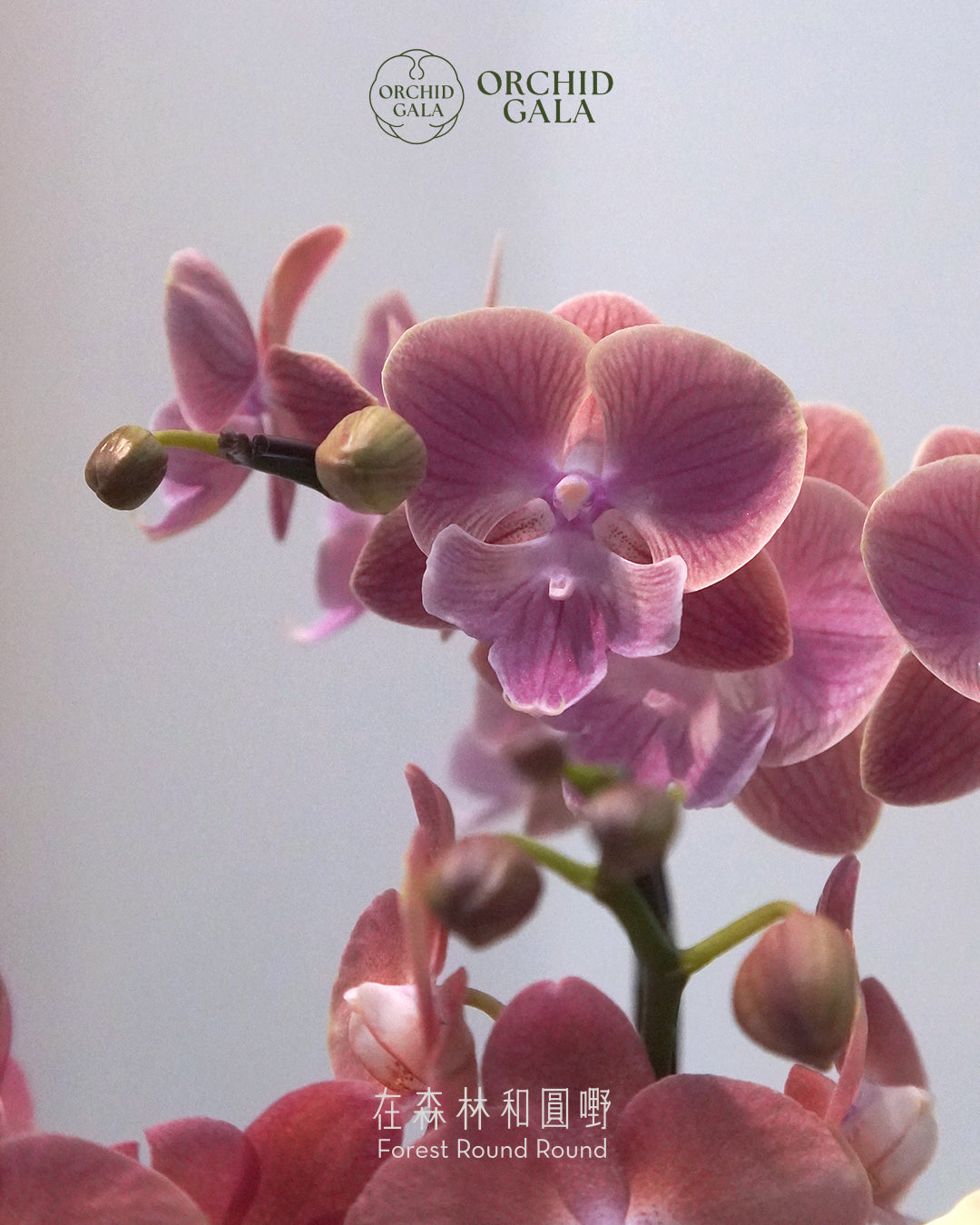 #cny2635 | 台灣蝴蝶蘭 - 女圓嘢獨創 拼色蝴蝶蘭 X 陶藝家 KAUKEILAA