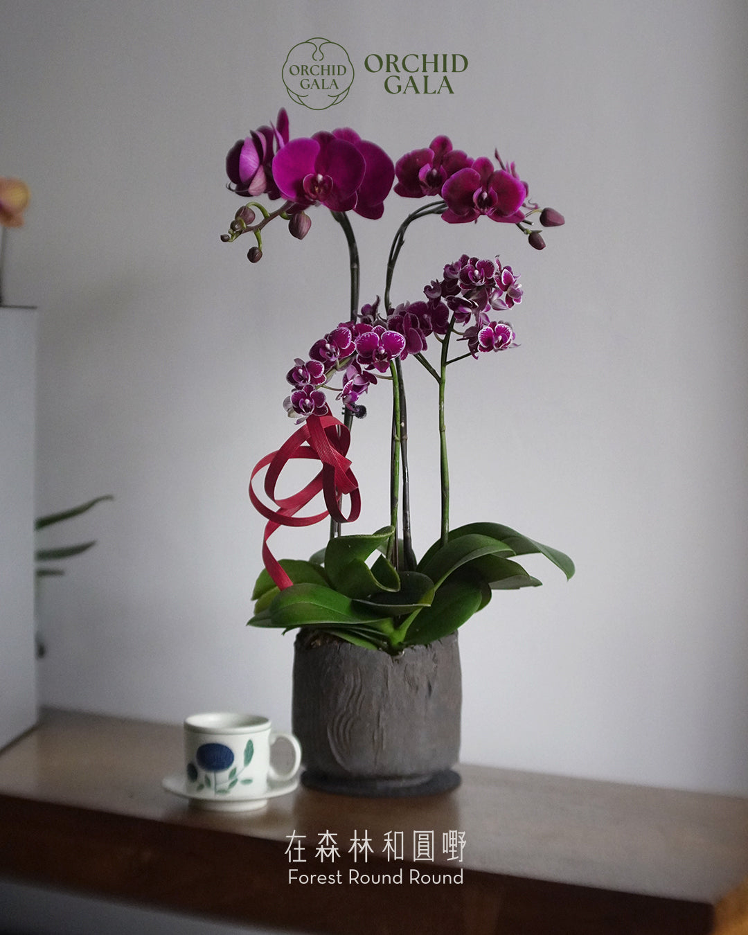 #cny2654 | 台灣蝴蝶蘭 - Jumbo Bloom 繁花珍寶 高貴酒紅 蝴蝶蘭 x KAYIN LAM 林家燕