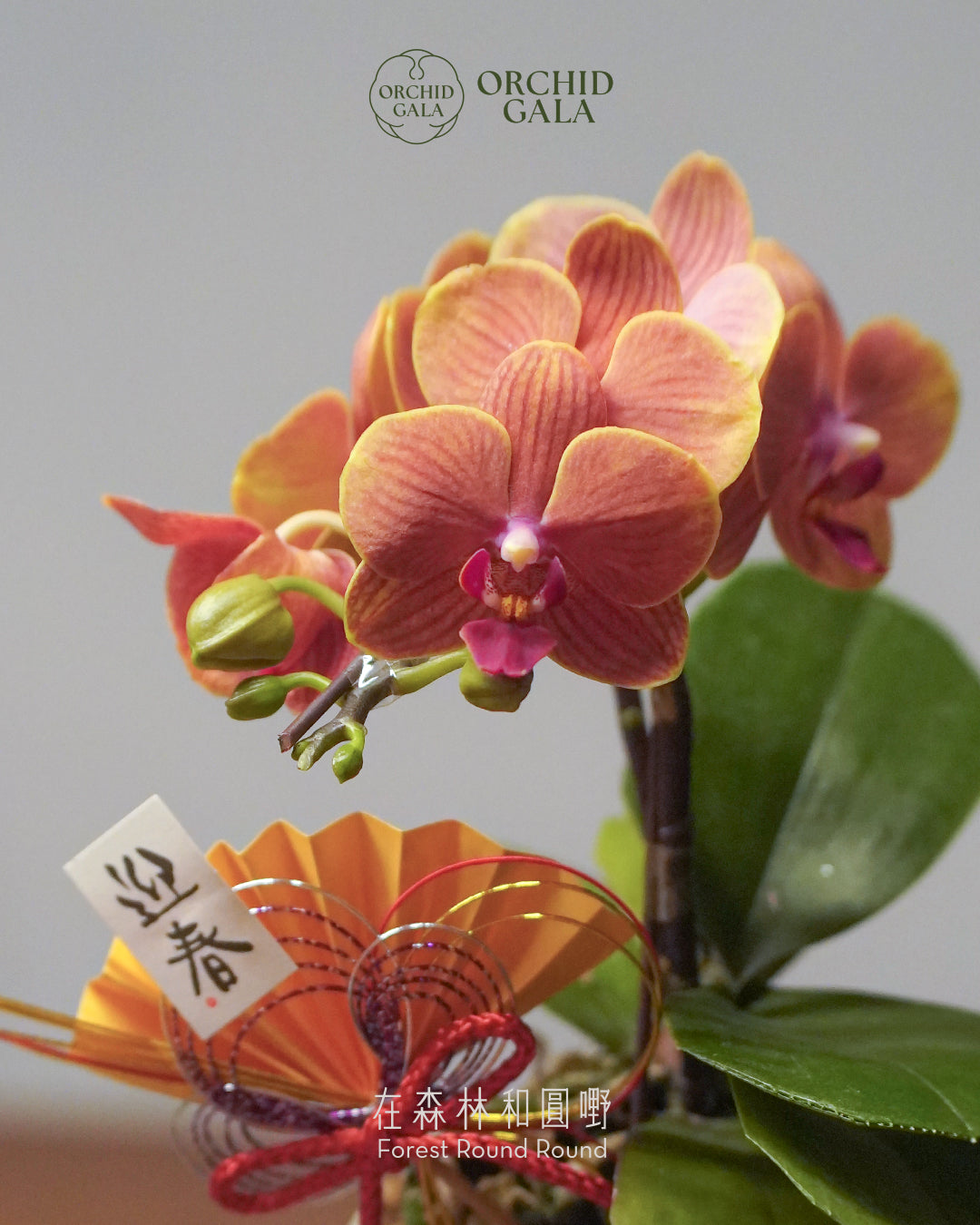 #cny2656 | 台灣蝴蝶蘭 - 〔 CUP SIZE 〕迷你粉橙 x 陶藝家 VINCENT LAW 羅縉壕