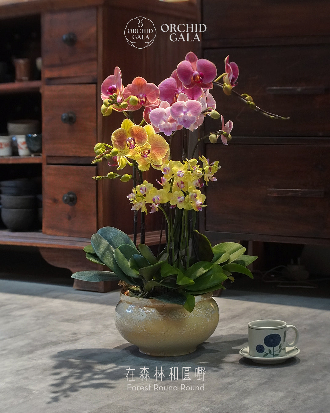 #cny2657 | 台灣蝴蝶蘭 - Jumbo Bloom 繁花珍寶 拼色蝴蝶蘭 組合 x 陶藝家 IVAN YUNG