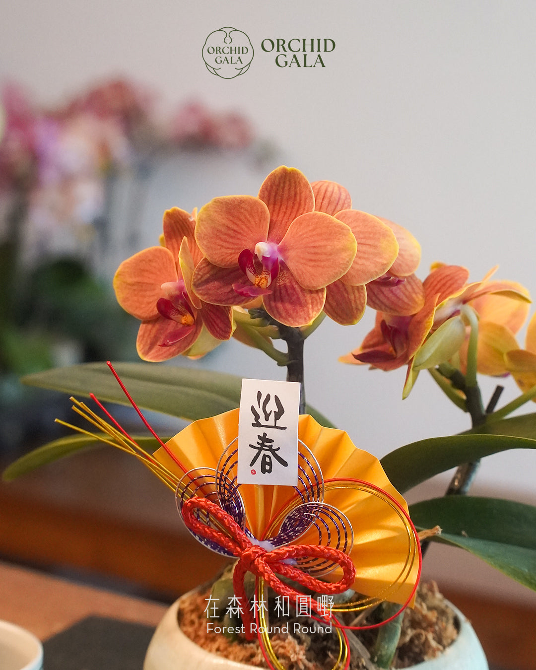 #cny2658 | 台灣蝴蝶蘭 - 〔 CUP SIZE 〕迷你粉橙 x 陶藝家 VINCENT LAW 羅縉壕