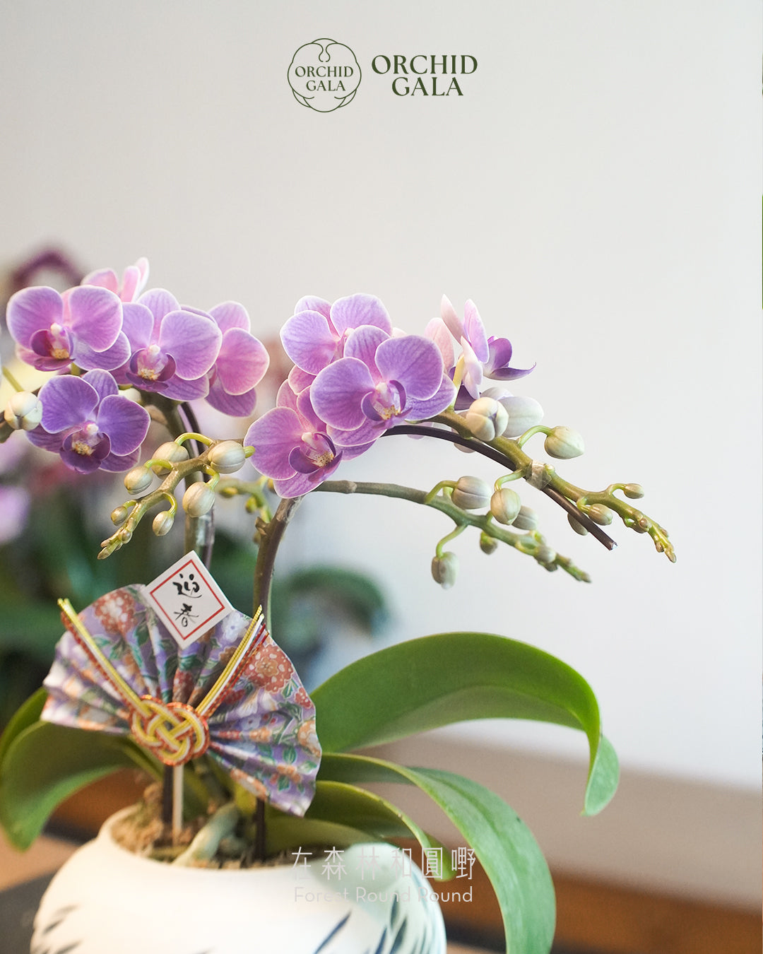#cny2659 | 台灣蝴蝶蘭 - 〔 CUP SIZE 〕迷你日本古紫色 x 陶藝家 Kit 結