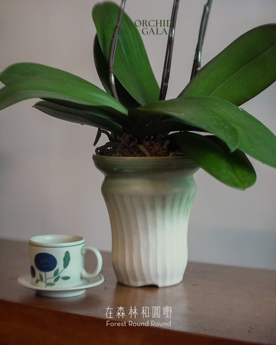 #cny2672 | 台灣蝴蝶蘭 - 繁花粉紅 蝴蝶蘭 x NG KAHO 伍嘉浩