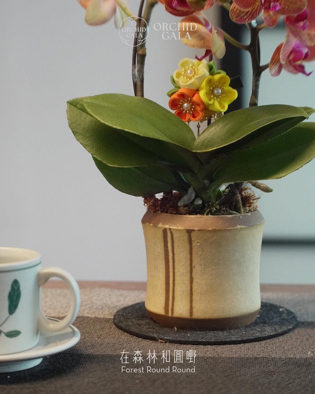#cny2674 | 台灣蝴蝶蘭 - 〔 CUP SIZE 〕迷你日出橙色 x MAY LOO 盧婉嫻
