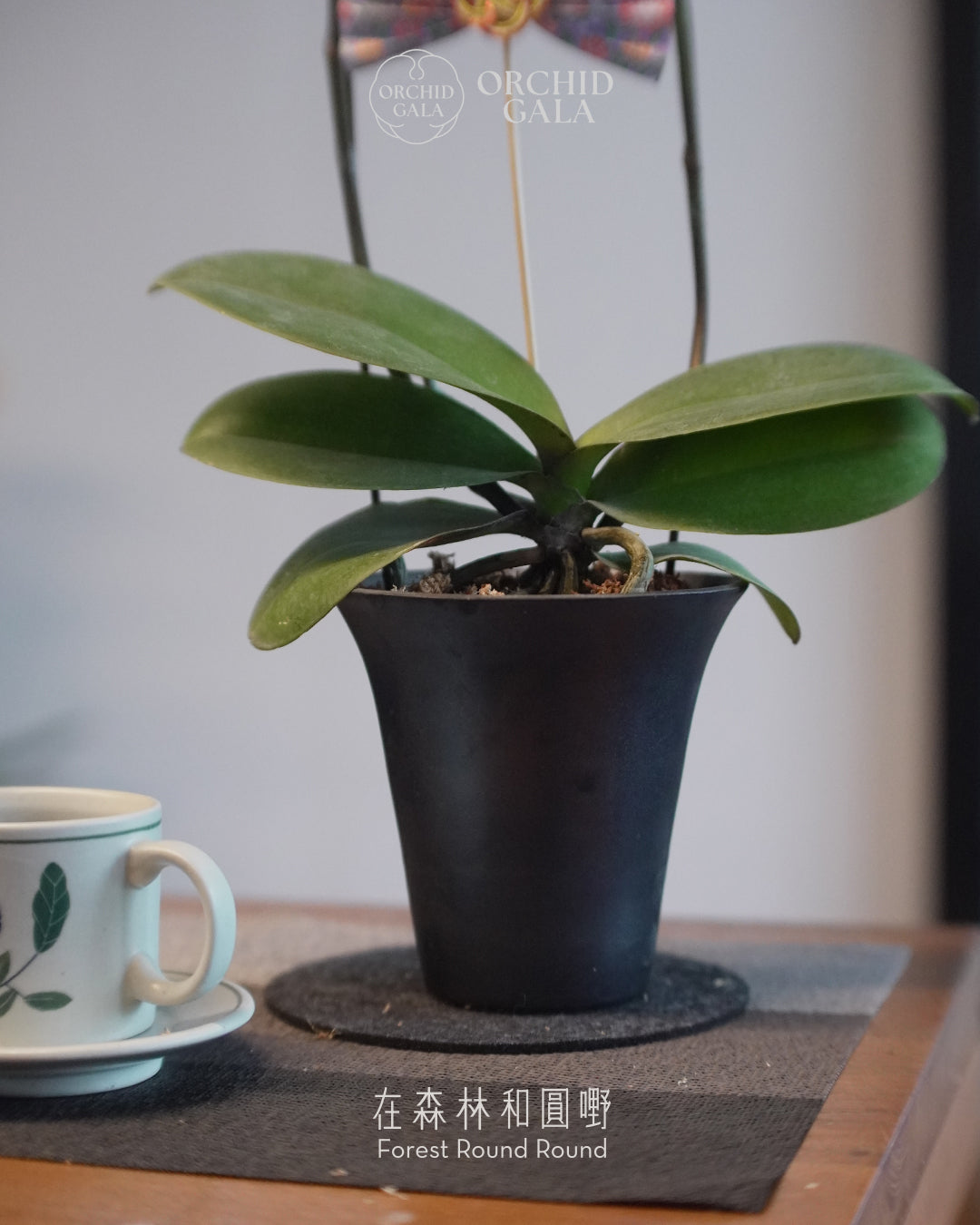 #cny2675 | 台灣蝴蝶蘭 - Decent dubble 洛可可風色系蘭花 x 陶藝家 Yann Cheng