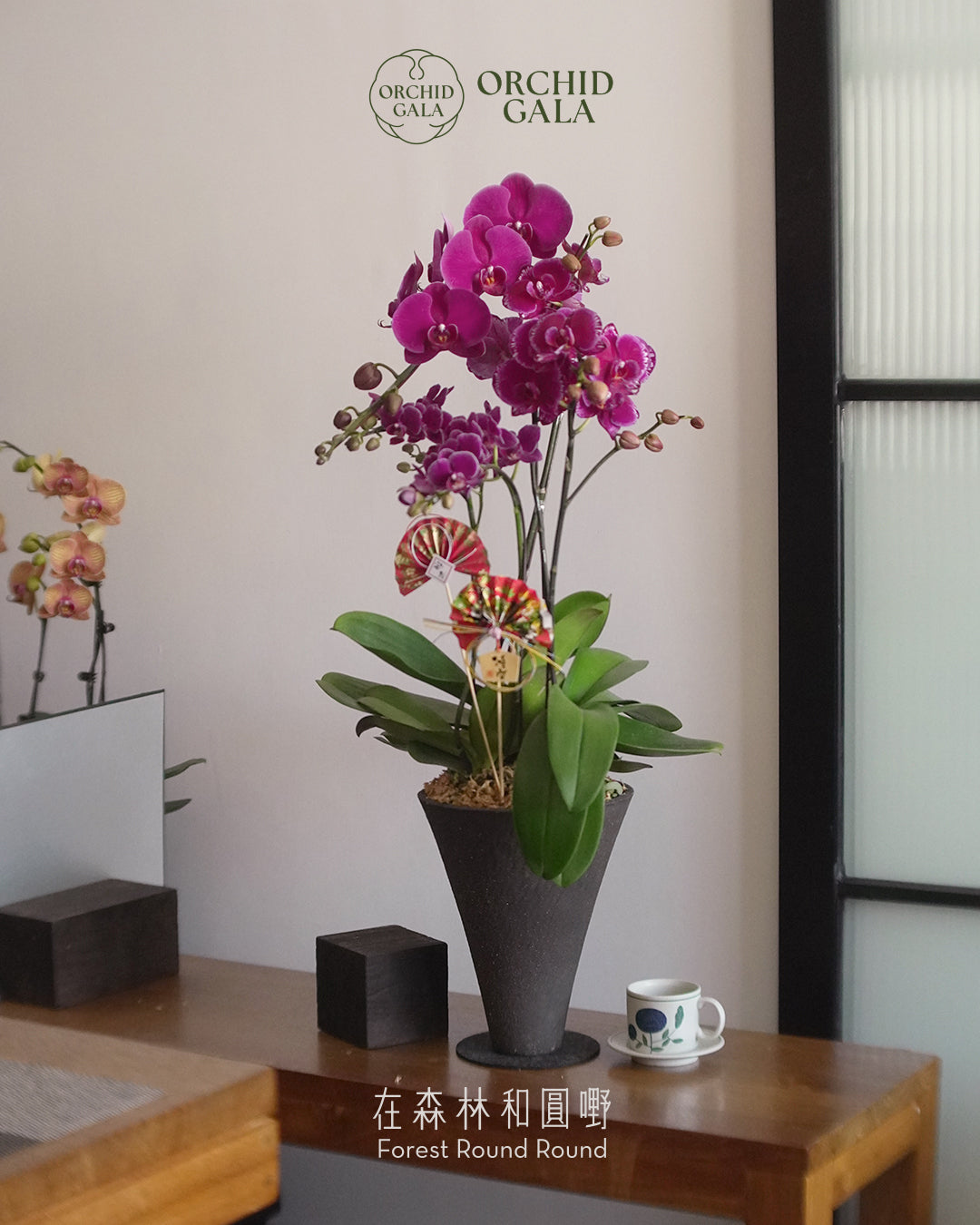 #cny2683 | 台灣蝴蝶蘭 - Giant Bloom 盛放之境 高貴酒紅 蝴蝶蘭