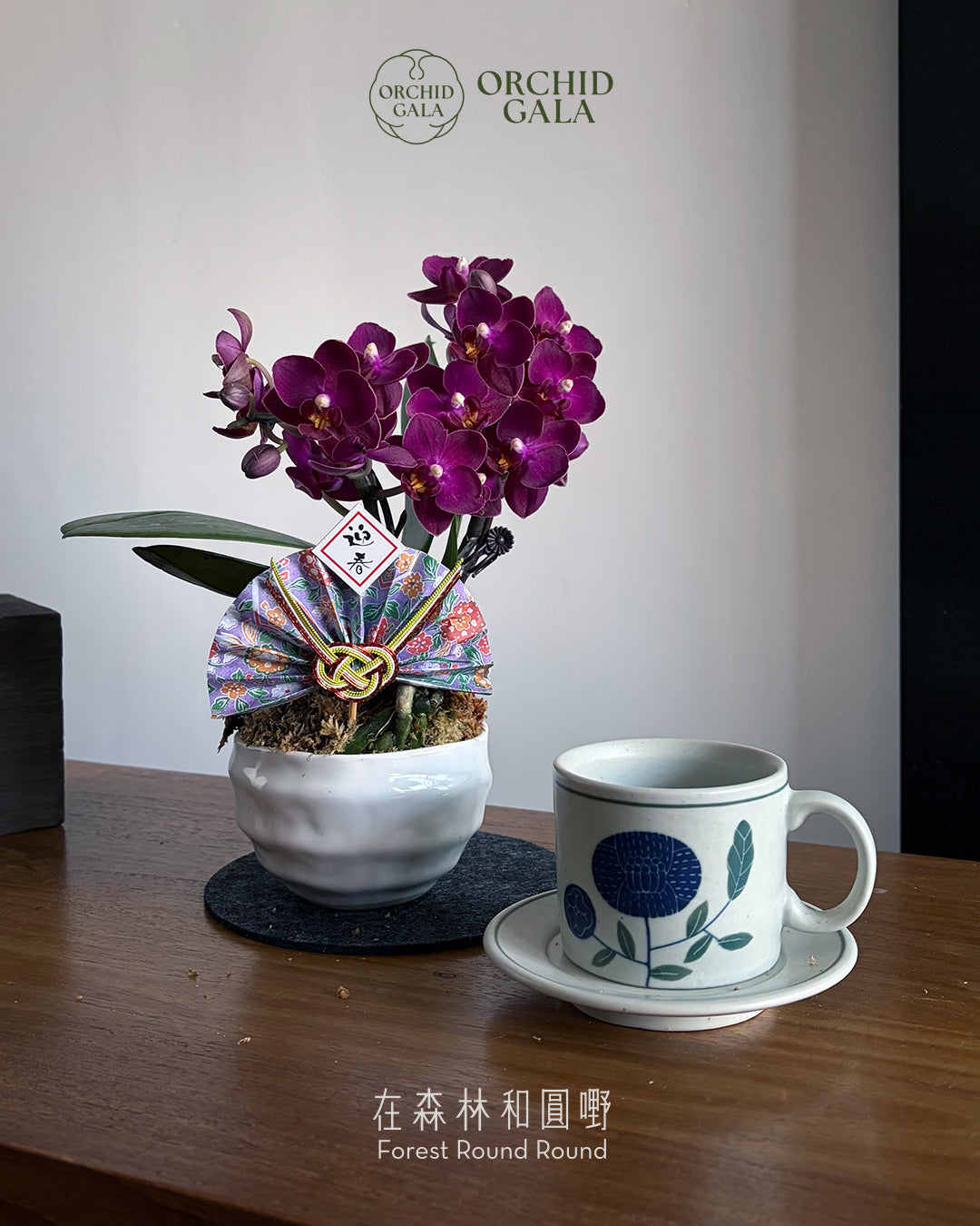#cny2692 | 台灣蝴蝶蘭 -〔 Cup Size 碗蘭 〕 深紫 迷你蝴蝶蘭 x 日本製陶盆