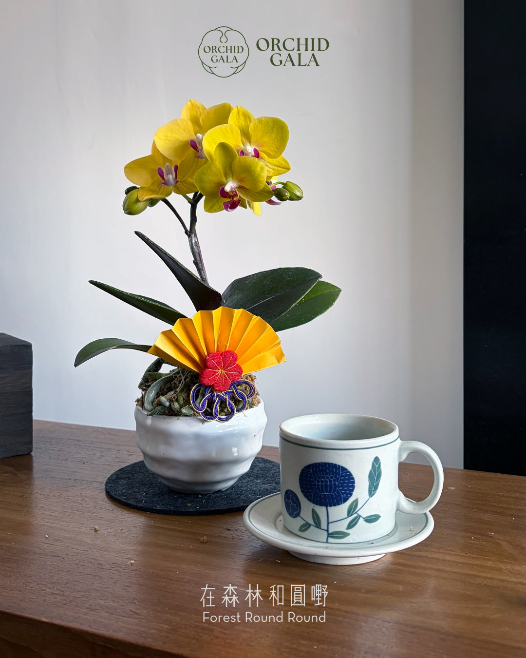 #cny2693 | 台灣蝴蝶蘭 - 圓嘢 〔 Cup Size 碗蘭 〕 黃花紅心 迷你蝴蝶蘭 x 日本製陶盆