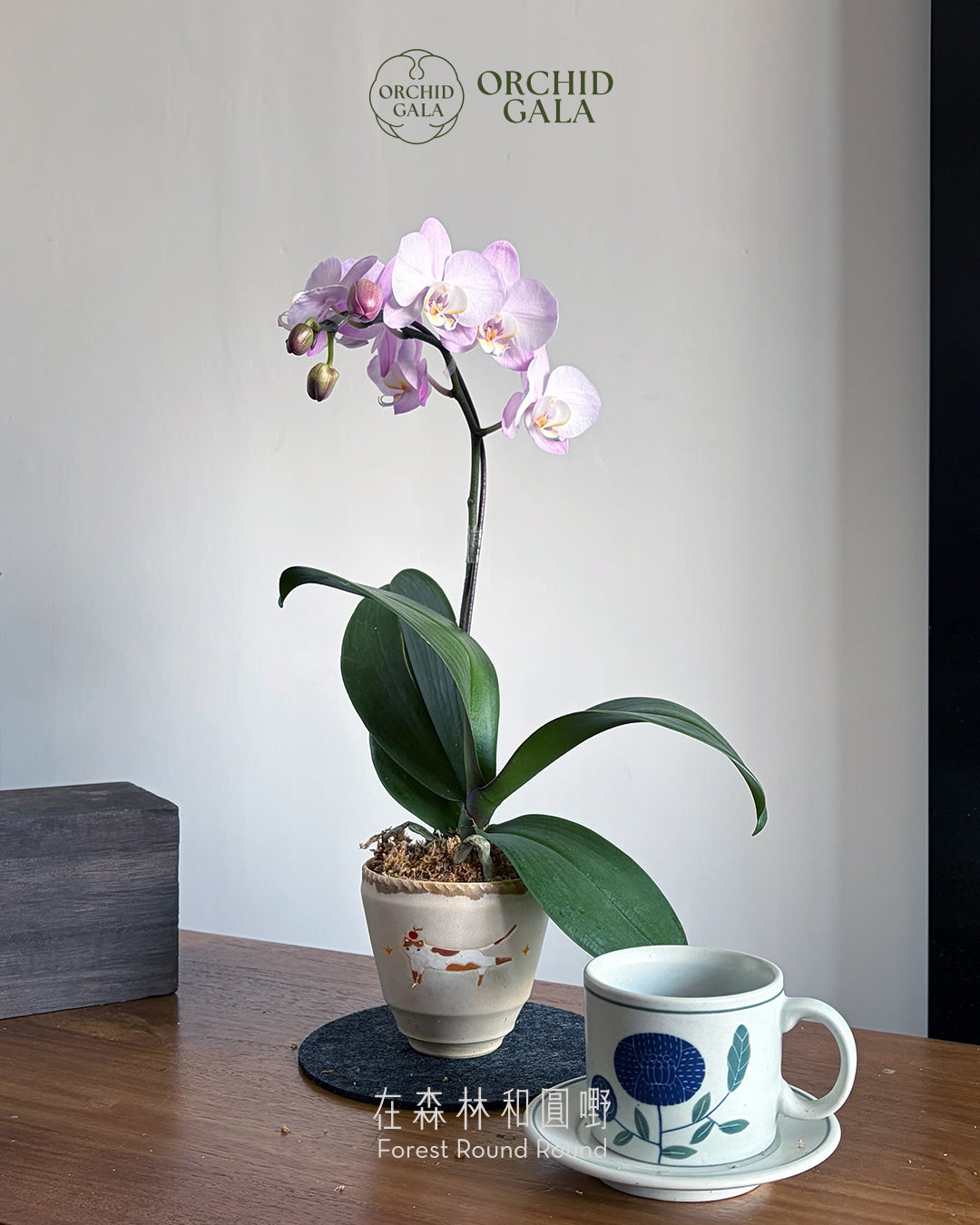 #cny2699 | 台灣蝴蝶蘭 - 〔 Cup Size 〕粉花迷你蝴蝶蘭 伸懶腰貓貓盆 x 陶藝家 CUBBIE