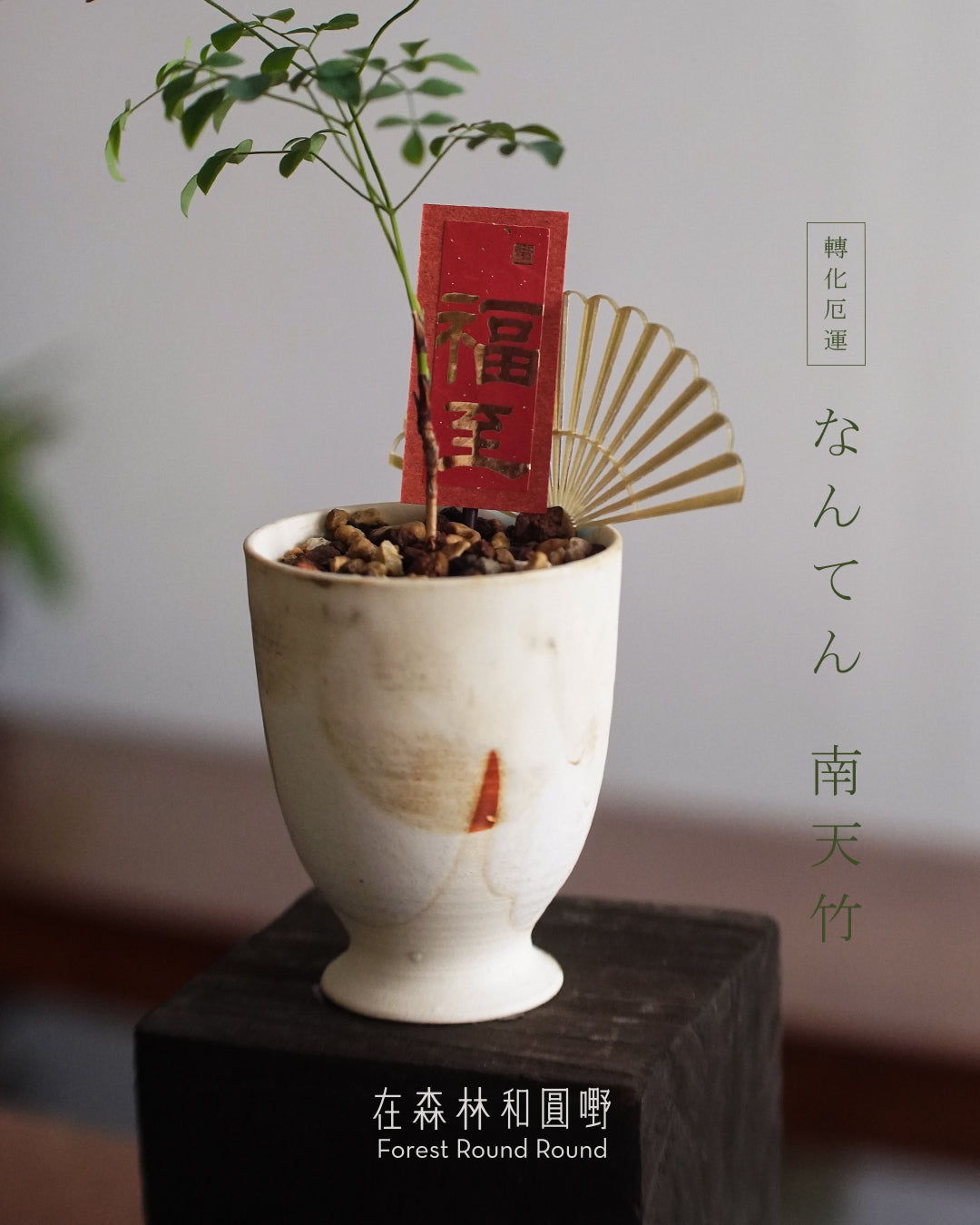#cnyO2603 | 〔 CUP SIZE 自家繁殖 〕なんてん 消災解厄 轉化厄運的 南天竹 Sacred bamboo x 陶藝家 IVAN YUNG (副本)