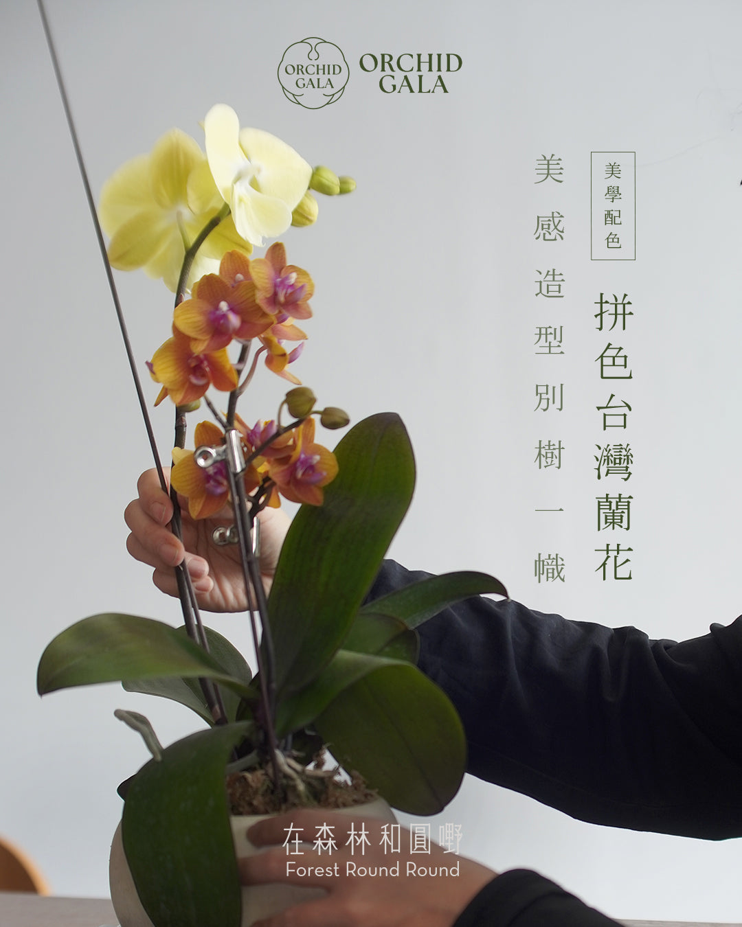 #cny2605 | 台灣蝴蝶蘭 - 橙色與奶油黃 鮮明的配色美學 x 陶藝家 VINCENT LAW 羅縉壕