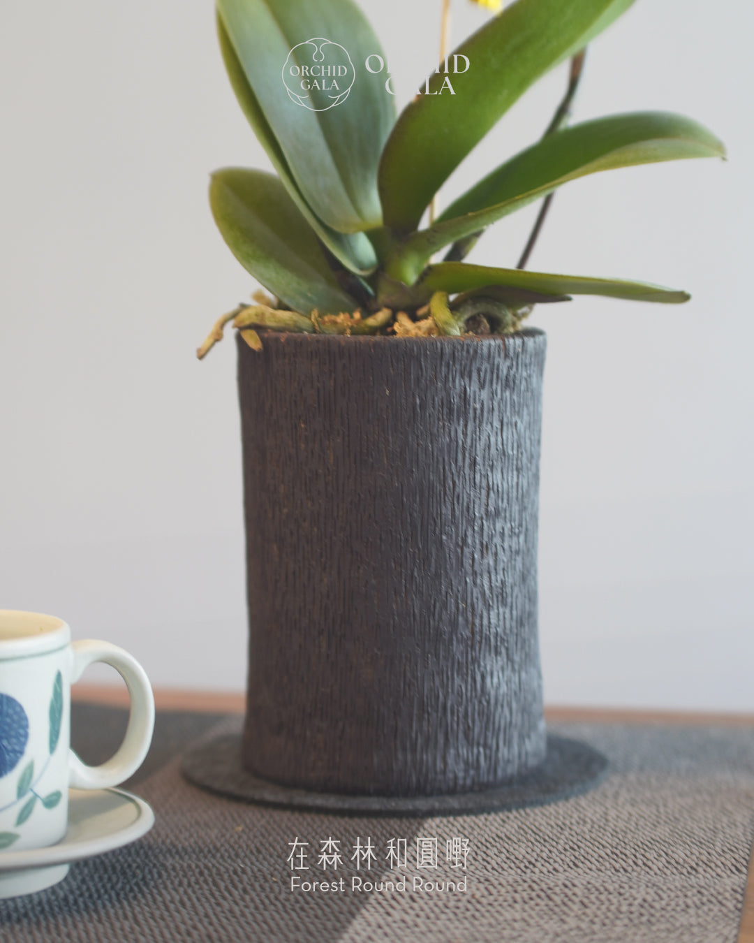 #cny2610 | 台灣蝴蝶蘭 - Decent dubble 洛可可風色系蘭花 x 陶藝家 MAY LOO