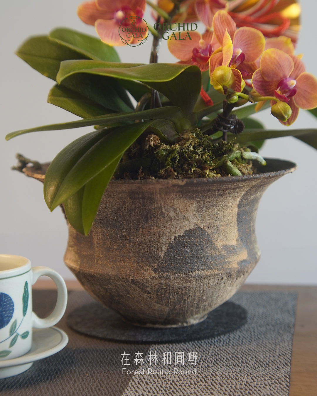 #cny2612 | 台灣蝴蝶蘭 - 迷你橙花蝴蝶蘭 3菖