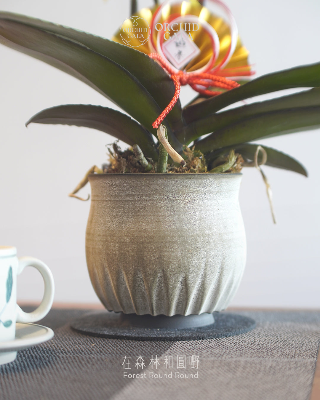 #cny2615 | 台灣蝴蝶蘭 - 圓嘢 Golden Tri x 陶藝家 維納製陶 aboutVerna