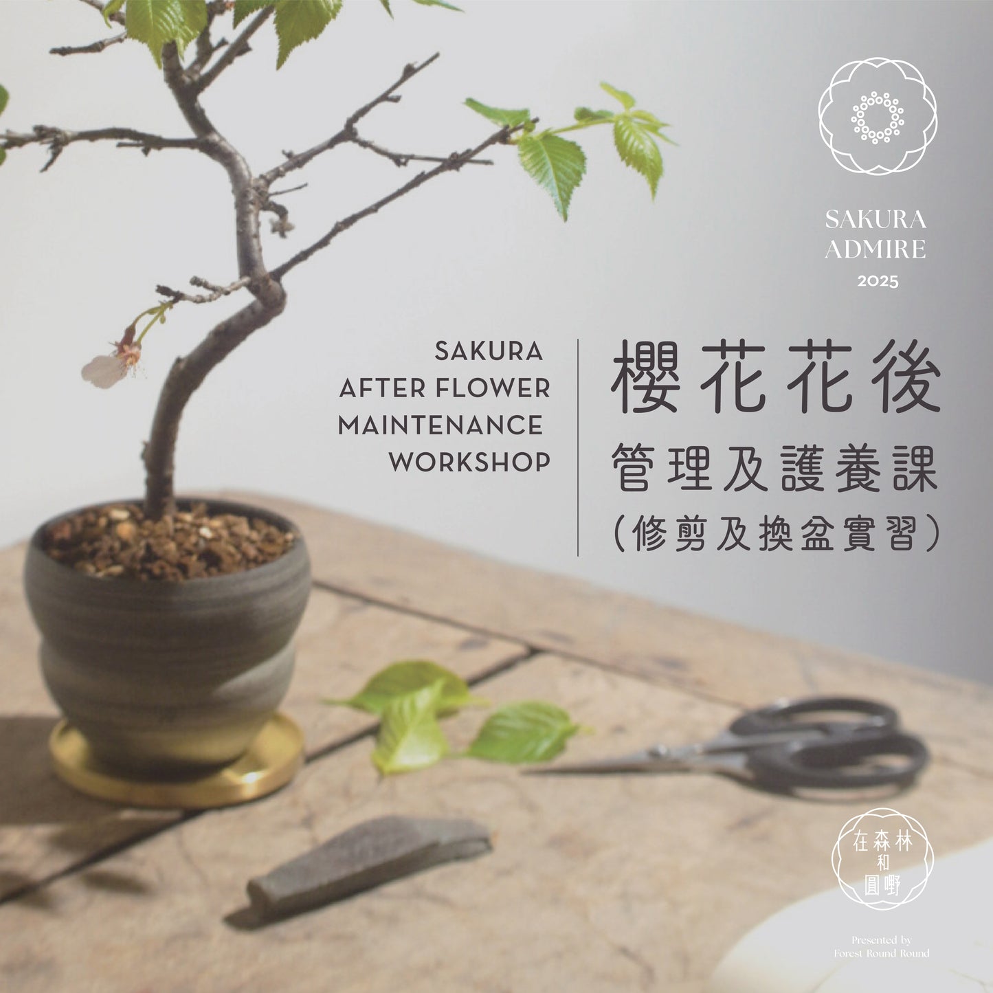 櫻花花後管理及護養課 (修剪及換盆實習)Sakura After Flower Maintenance Workshop