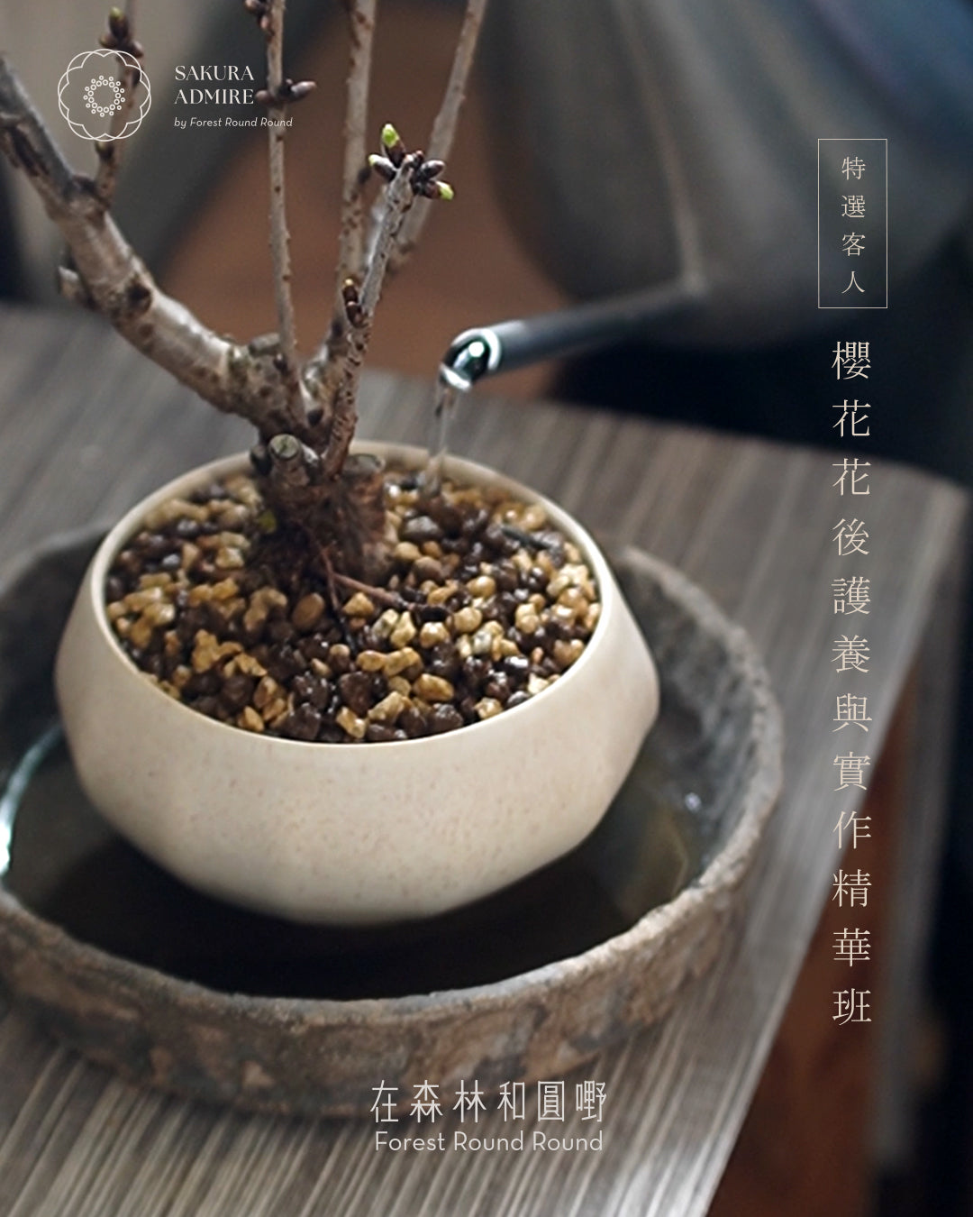 【特選客戶私享】櫻花花後護養與換土實作精華班 | Exclusive Sakura Masterclass