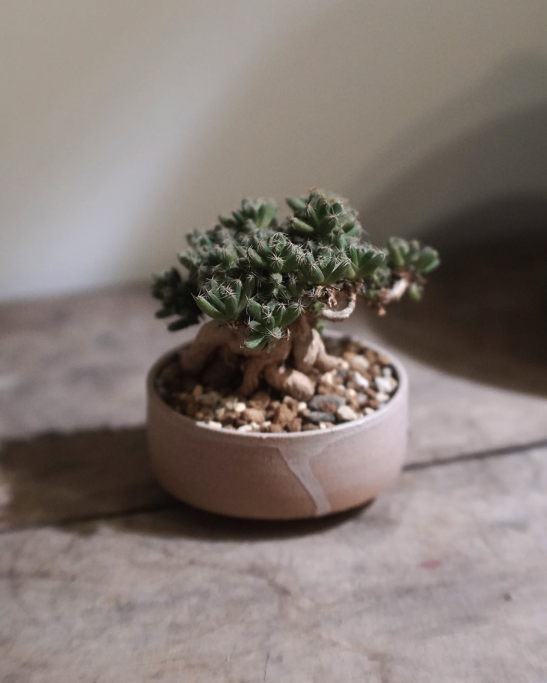 蒼之沙 | 紫晃星 Trichodiadema densum トリコディアデマ デンサム , YANN CHENG