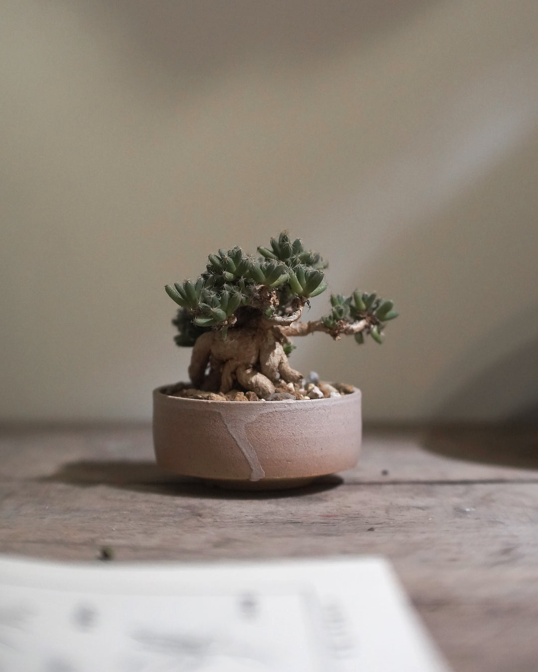蒼之沙 | 紫晃星 Trichodiadema densum トリコディアデマ デンサム , YANN CHENG