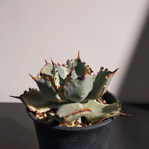 Agave isthmensis kabutogani variegated (S) 王妃甲蟹排刺 覆輪