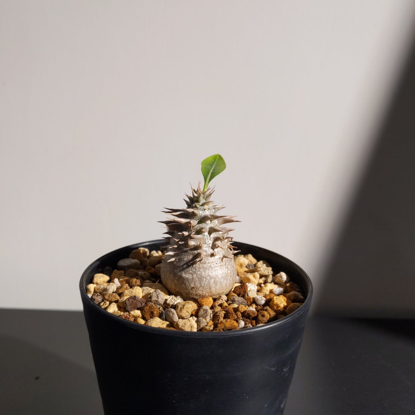 Pachypodium densiflorum x brevicaule (S) 惠比大黑