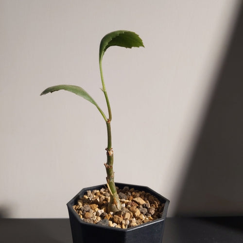 Cyphostemma juttae (S) 祖提葡萄甕