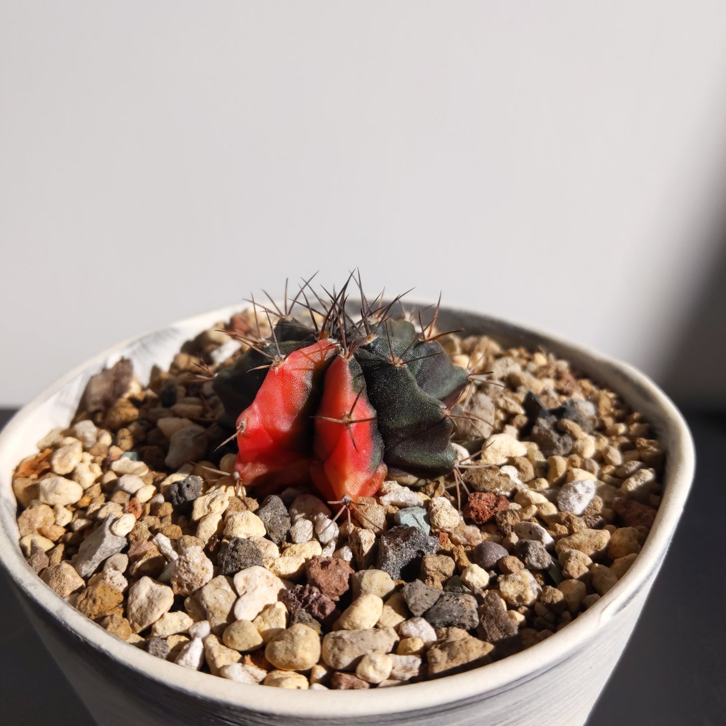 Gymnocalycium mihanovichii variegata (S) 緋牡丹 錦