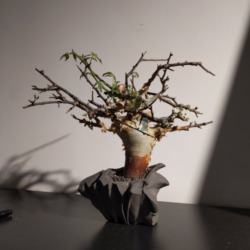 Commiphora africana (M) 非洲沒藥