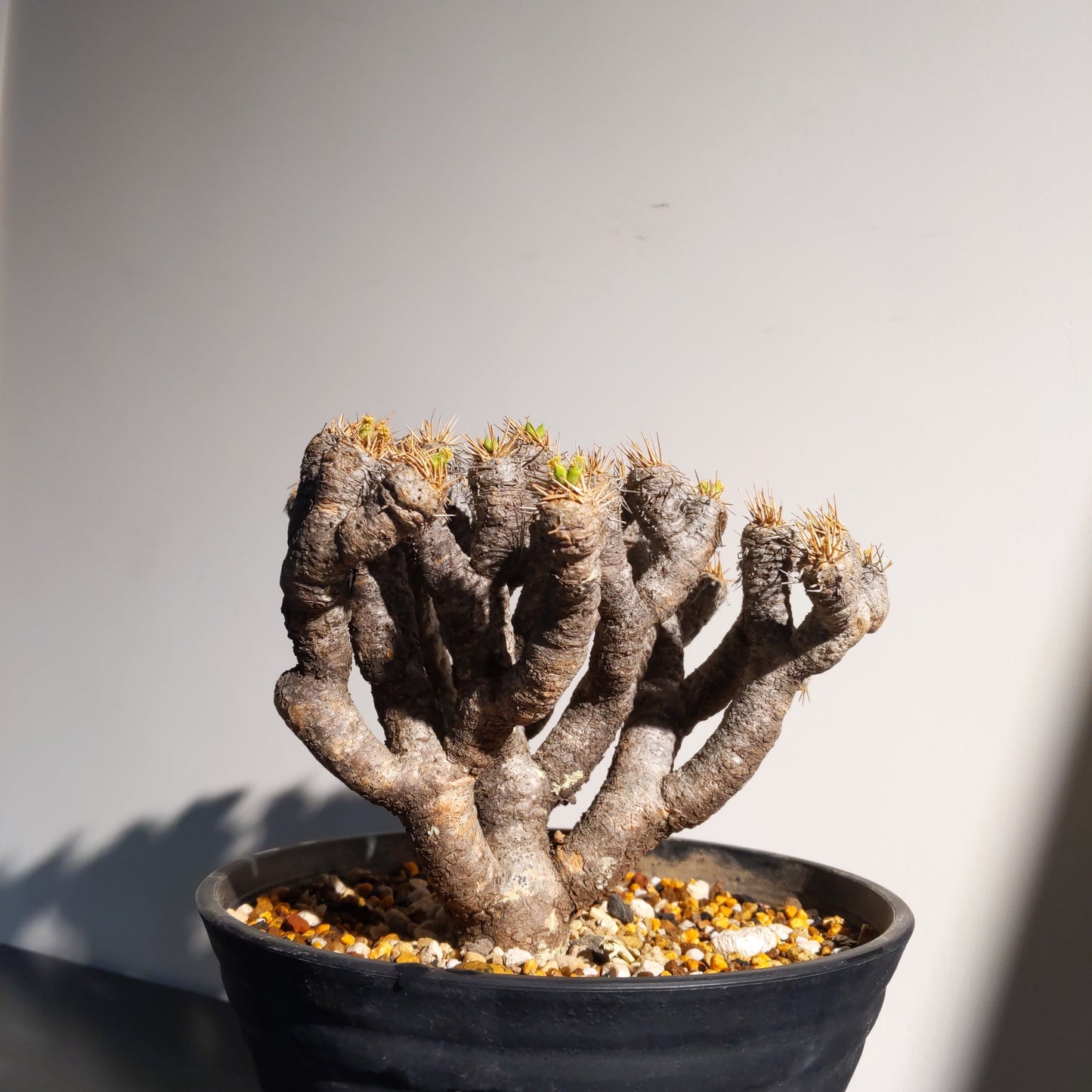 Euphorbia guillauminiana (L) 鬼棲閣